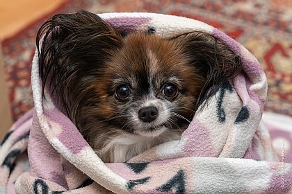 Bsp für ein vimeo-Video